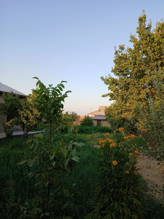 Dala hovli dacha vasxod