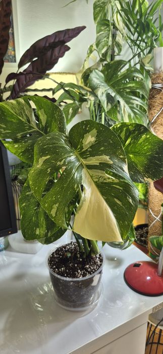 Syngonium, begonia, scindapsus , philodendron, thai, adansonii mint