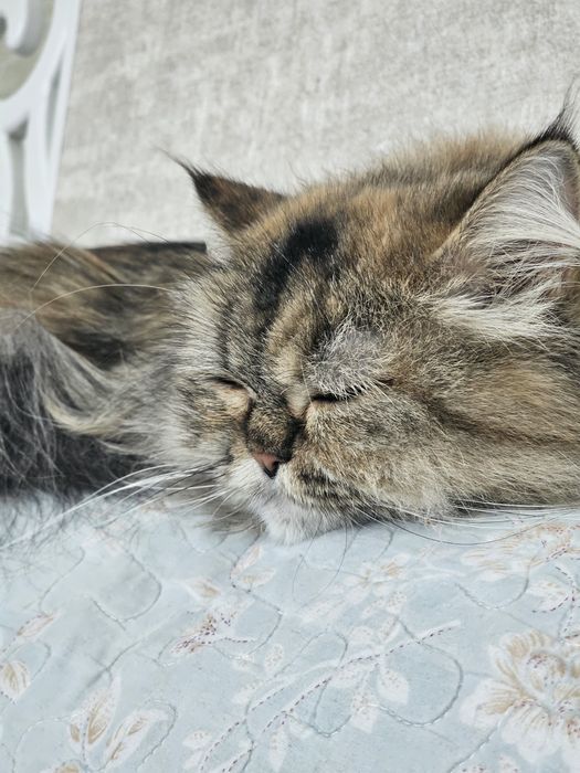 Персидская кошка 3 года