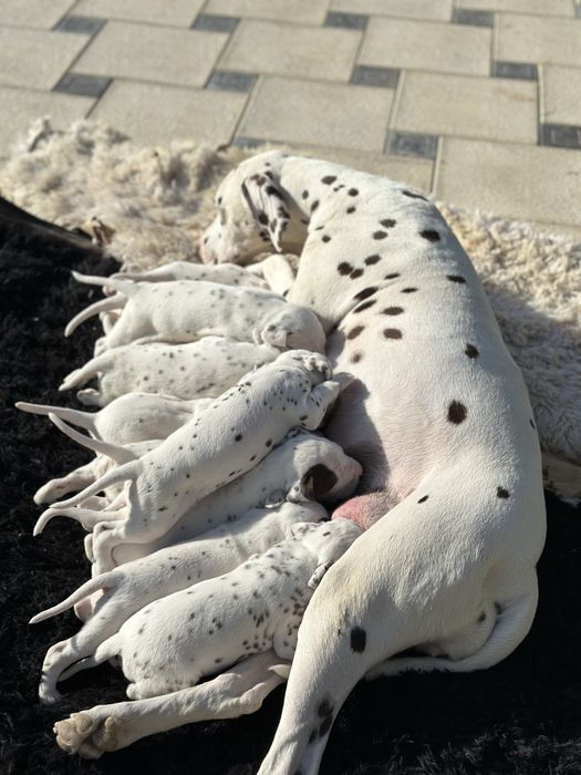 Собаки далматин щенок щенята