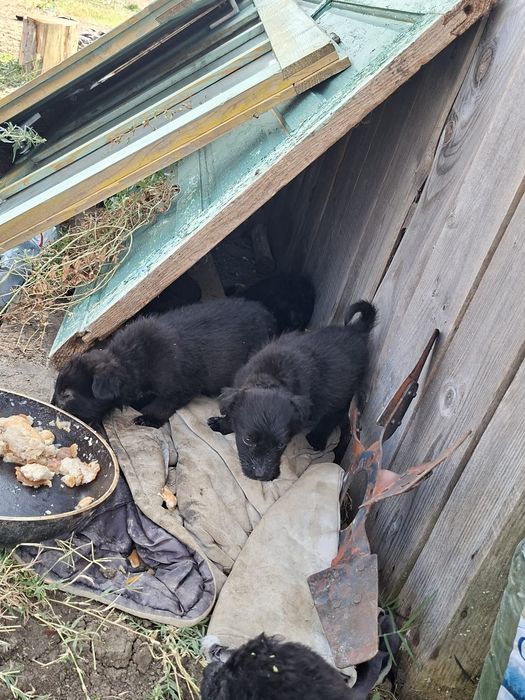 Donez 5 cățeluși,2 băieței și 3 fetițe