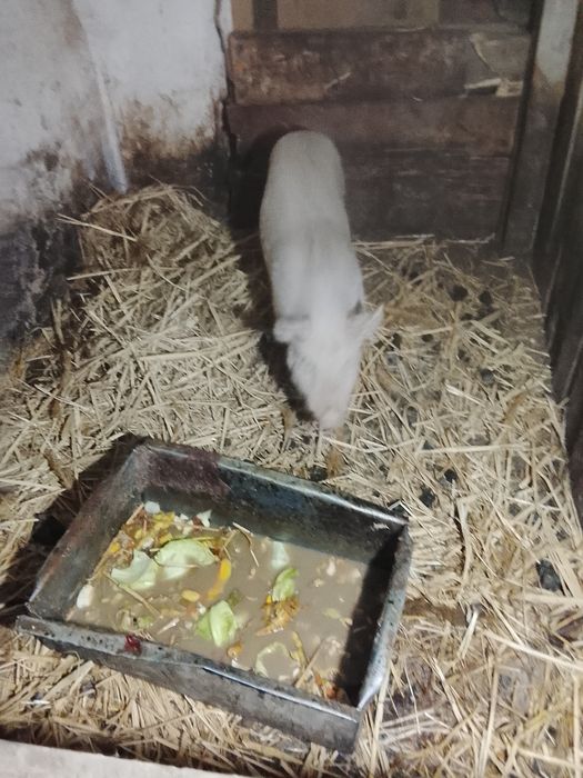 Продаю кабана племенного