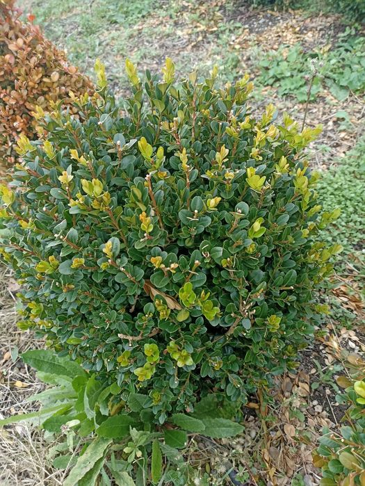 Садовник Агроном