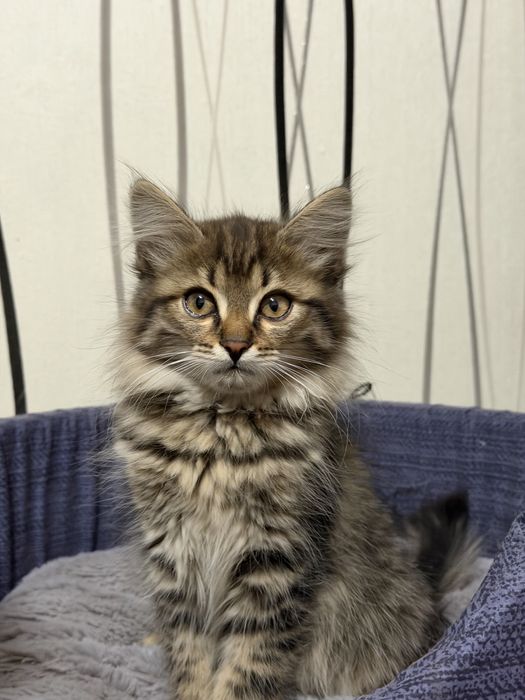 Отдам котенка в добрые руки