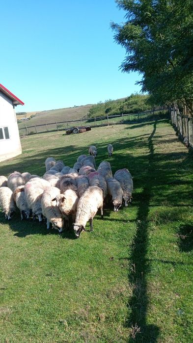 Disponibile 30 de miele