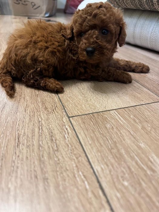 Caniche -Pudel fetita Toy Red