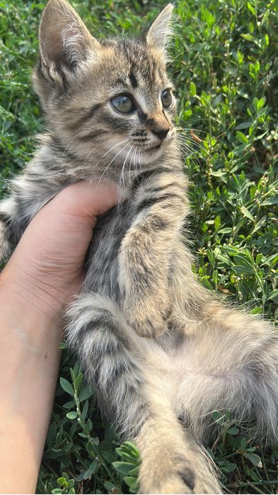 отдаю котят в добрые руки