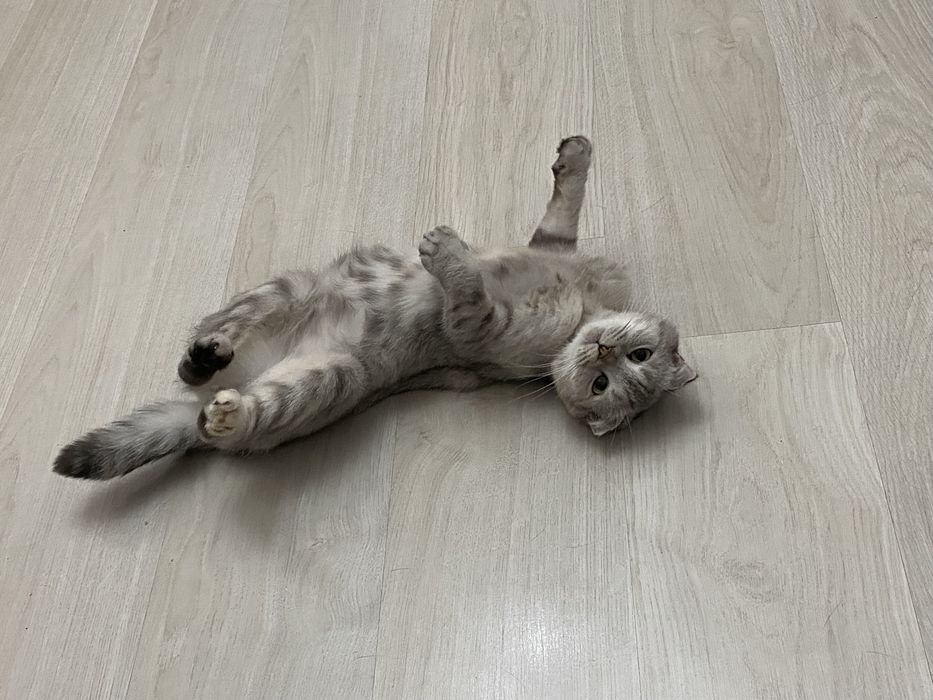 Отдам кошку в хорошие руки