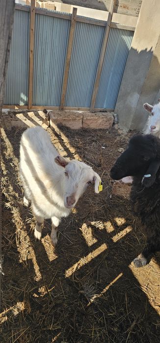 Занен лақтары сатылады