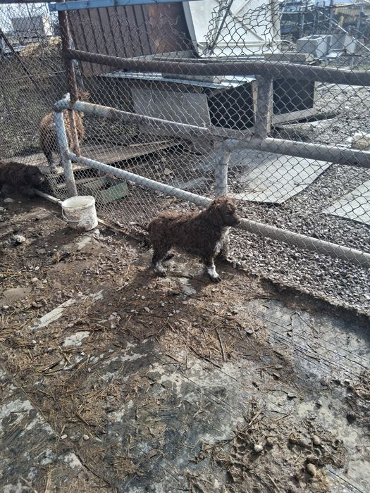 Продавам кучета Лагото Романьоло от работещи родители.