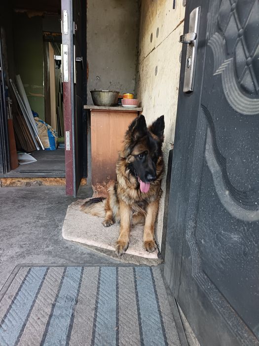 Немецкая овчарка