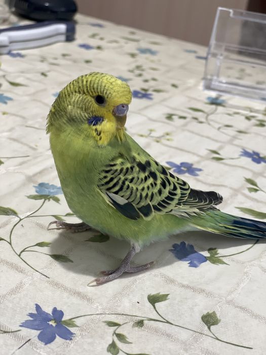 Говорящий Ручной волнистый попугайчик ТОША чик