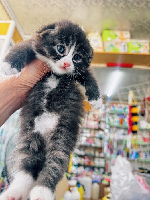 Котята вислоухие (хайленд-фолд)