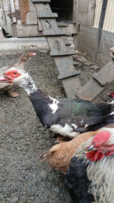 Vand rațe leșești mute