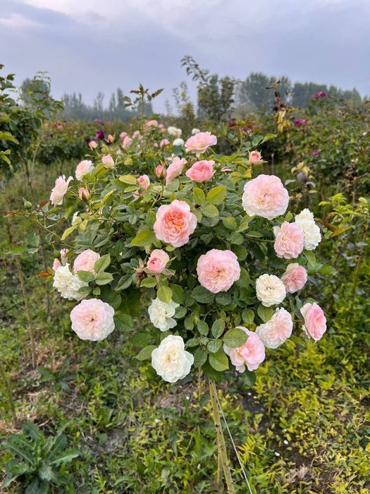 Штамбовый роза  shtampoviy atirgul