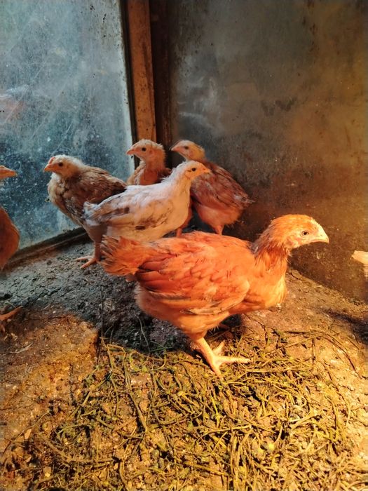 Поладки, пилета, породи за яйца