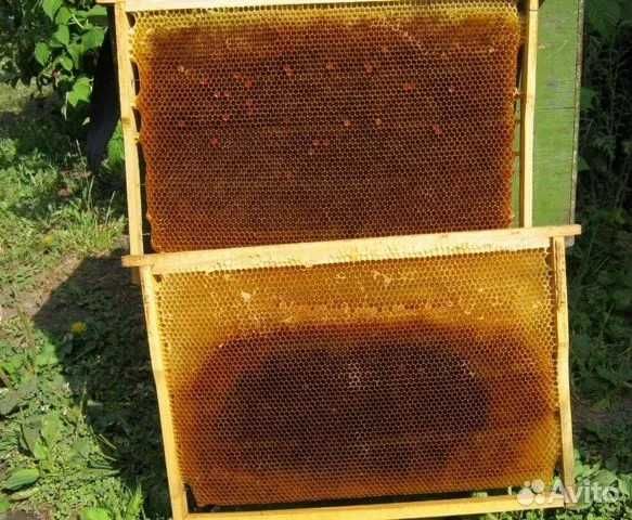 Продам сушь пчелинную