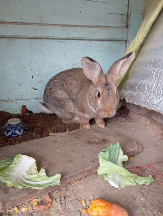Erkak kota quyon sotiladi qari mas