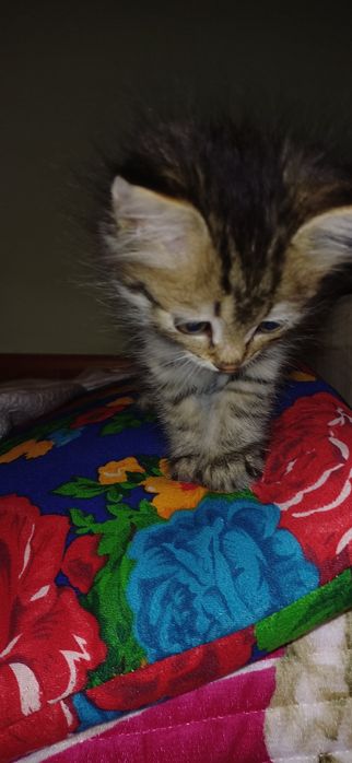 Продам котят (мальчики), 1 месяц