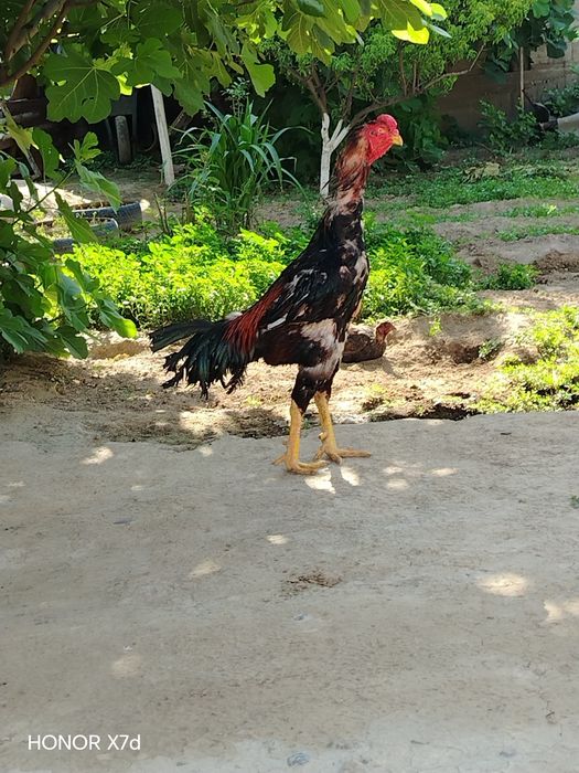 Dakang huroz toza zot