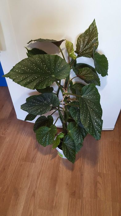 Бегония королевская и др. цветы.