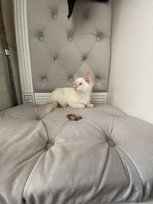 Невская Маскарадная