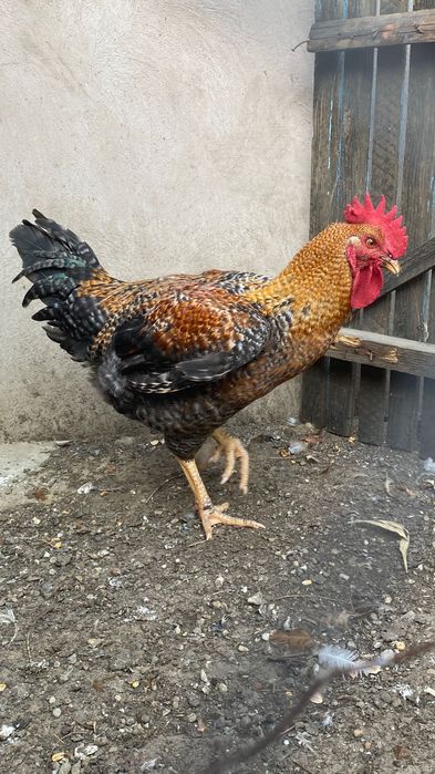 Cocoșii de vânzare