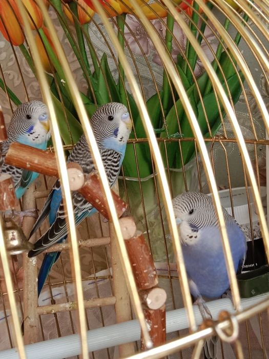 Продам волнистых попугаев