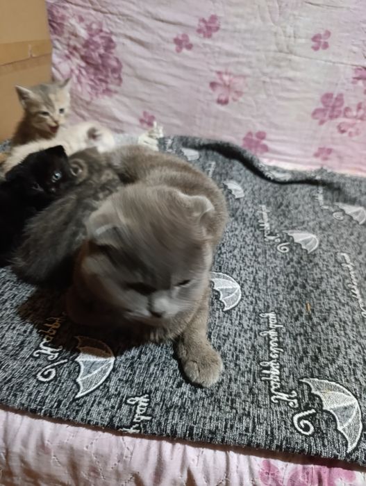 Отдам котят 3 девочки , даром ,,,