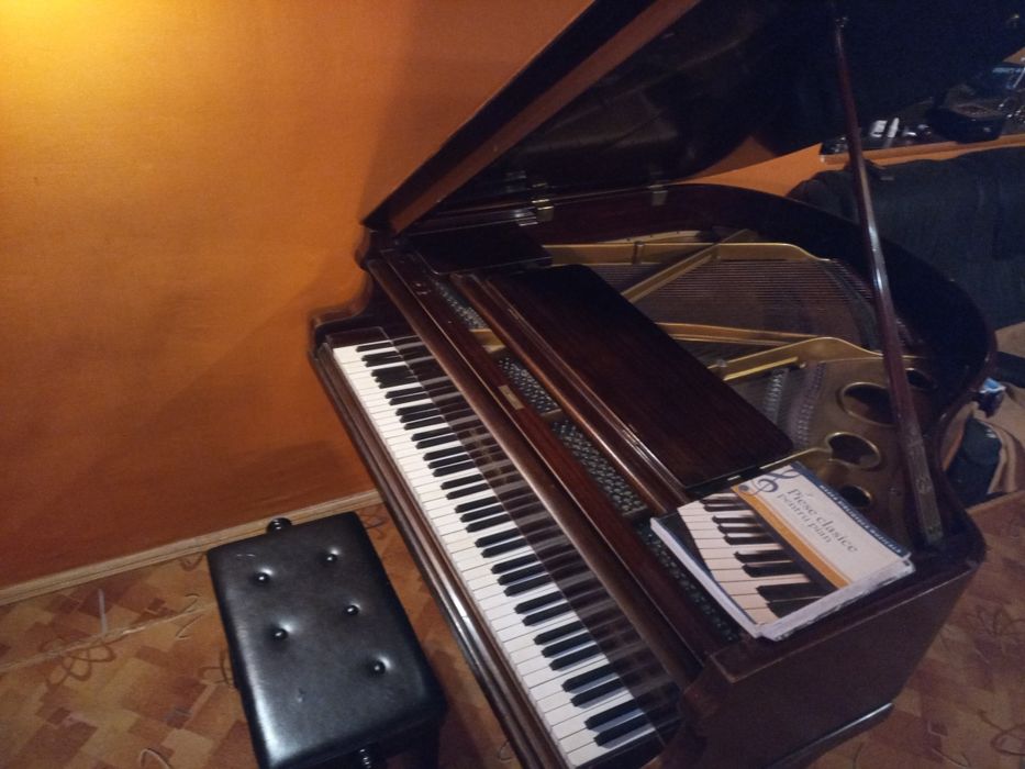 Vand/schimb pian cu coada scurta Hofmann