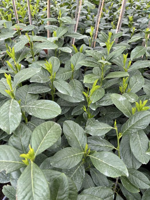 Prunus Laurocerasus (laur englezesc)