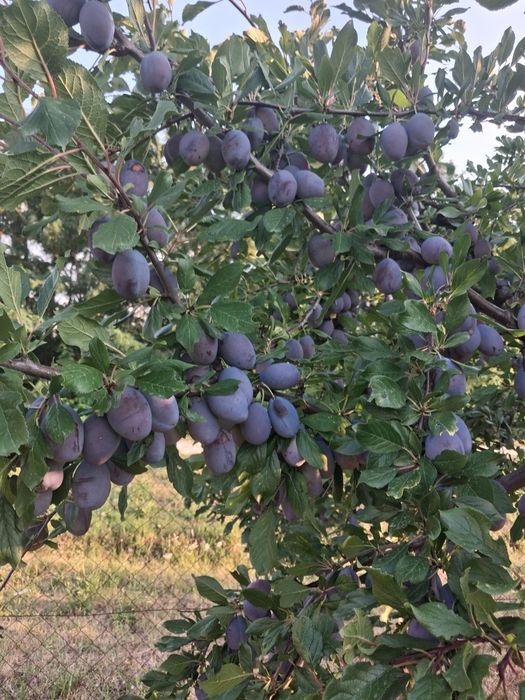 Vând prune  2.   lei kg