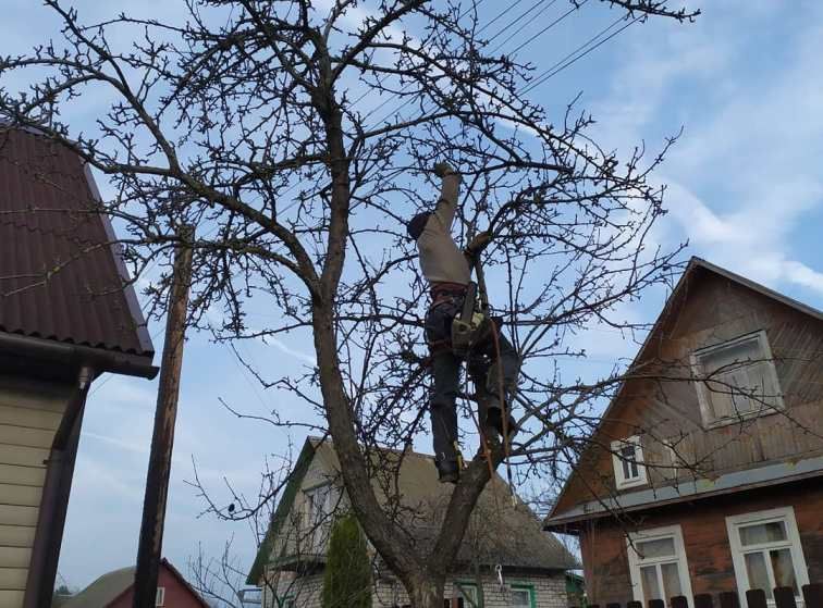 Садовник/обрезка/стрижка/спил/посадка пересадка опора деревьев и уход