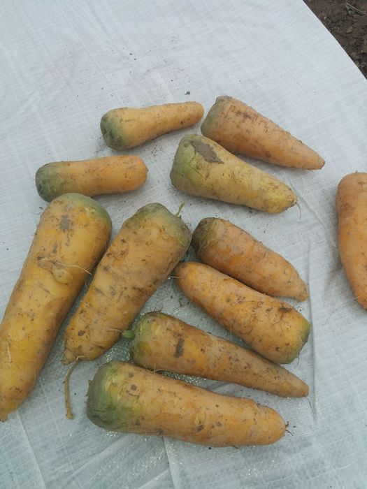 Sabzi bor. Narxi kelishiladi