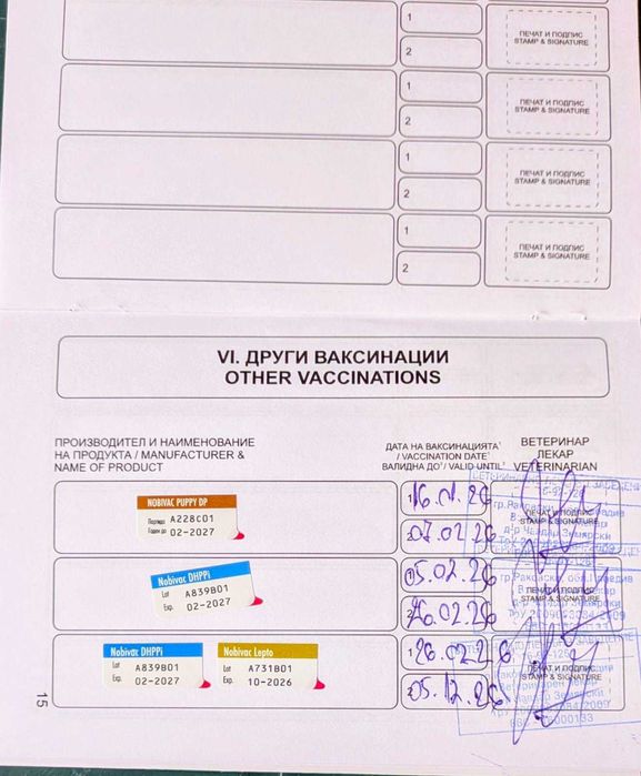 Мини йорки черно момиче