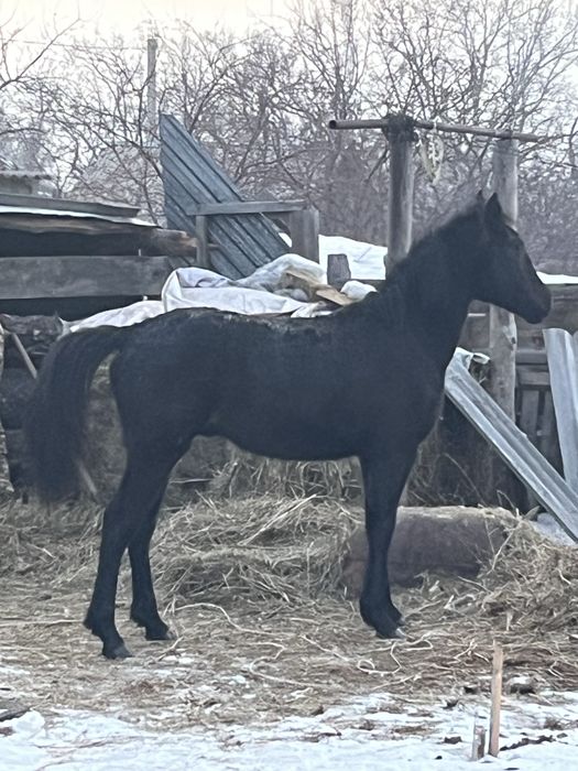 Тай сатамын или обменге сойғанға