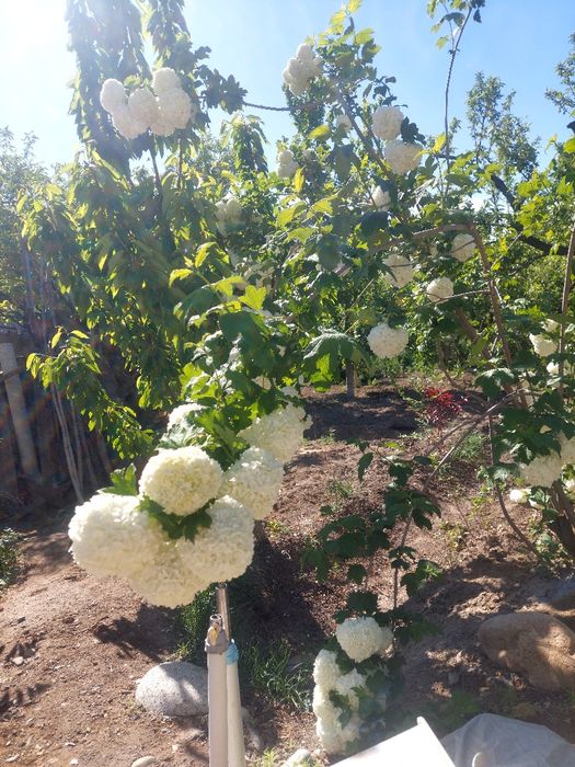 Бульдонеж ветка 500тенге