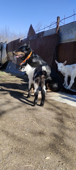 Альпийские козлята