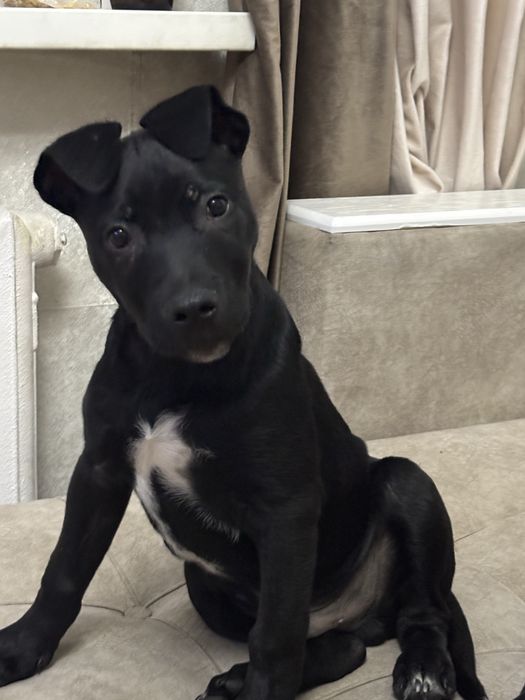 Продам щенка стафорда остался последнйи