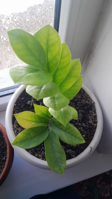 Цветы  восьмое марта