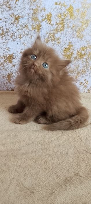 Котенок девочка продается