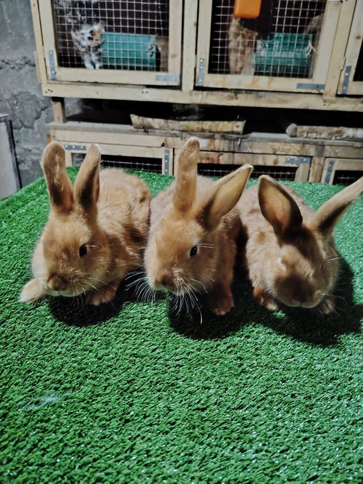 Quyonchalar sotiladi