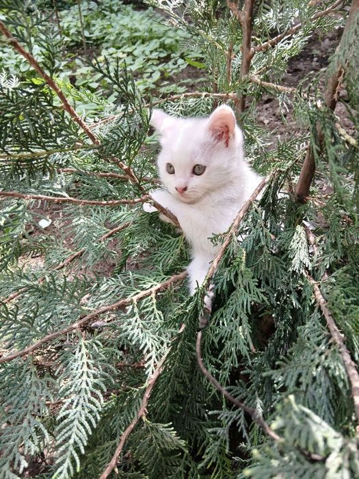 Продается котята