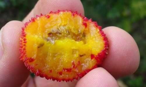 Ягодово дърво - Арбутус