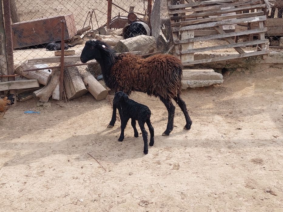 Жас қозылы қой сатылады