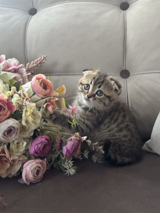 Котята Шотландские фолд и страйи