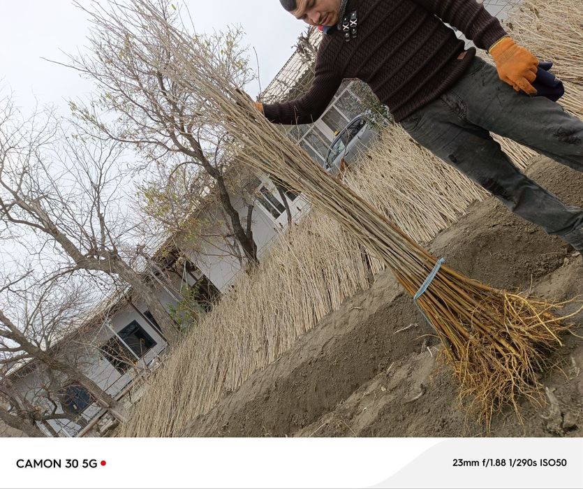 Tut kóchatlari kafolatli !