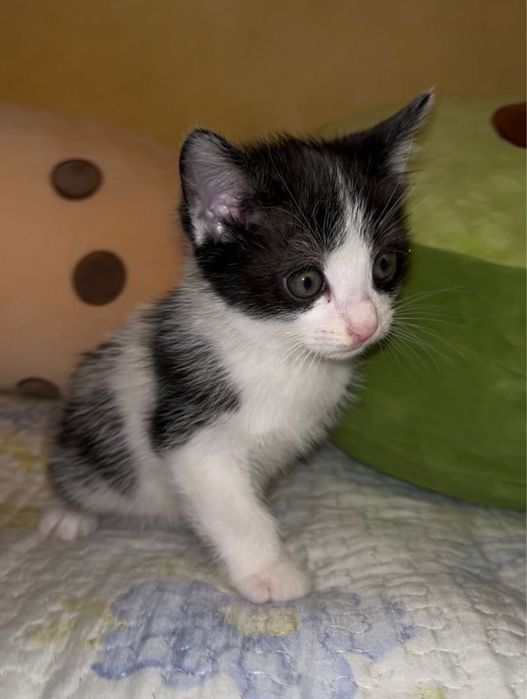 Отдам котят в хорошие руки