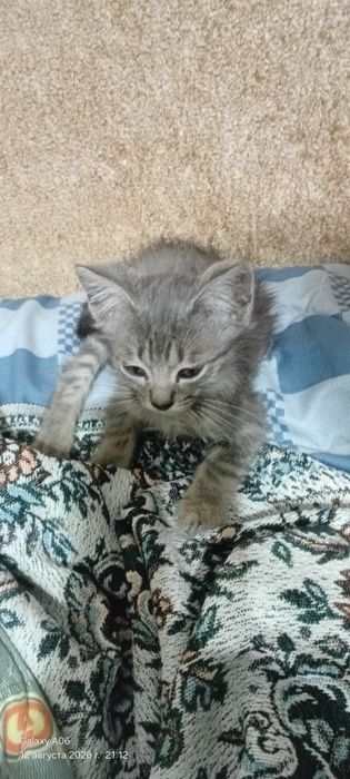 Отдам даром котят