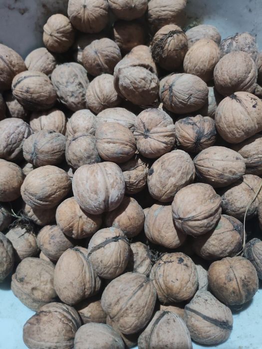 Nuci in coaj de vanzare